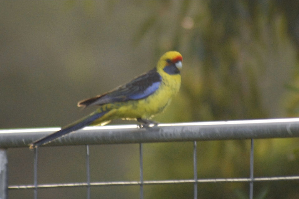 Green Rosella (Platycercus caledonicus)